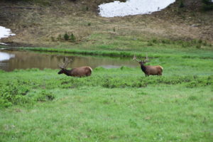 Elks grazing, Rocky Mountain National Park